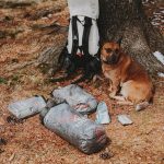 A brown dog sits beside a backpack and sealed bags on a forest floor beneath a tree, with pine cones scattered around.