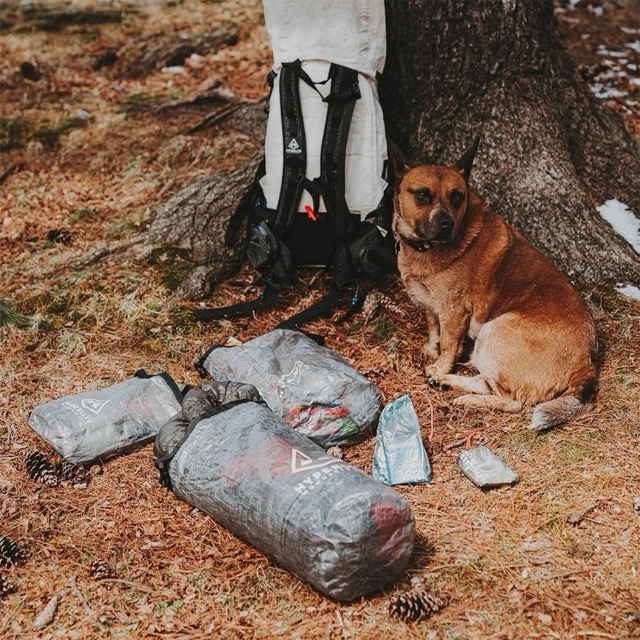A brown dog sits beside a backpack and sealed bags on a forest floor beneath a tree, with pine cones scattered around.