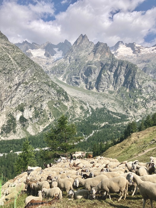Panorama Alp z trasy Tour du Mont Blanc